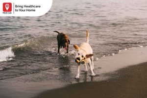 rabies vaccine in bali, medi-call, medicall, rabies vaccine, vaccination