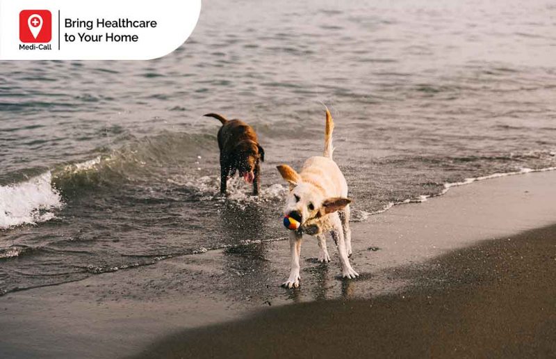 rabies-how-long-does-rabies-vaccine-work-in-humans