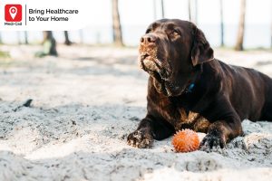 rabies virus in humans, rabies vaccine, rabies vaccination service, medi-call, medicall