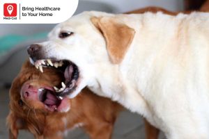 Why does Rabies Make Animals Aggressive, rabies symptoms, Medicall, Medi-Call