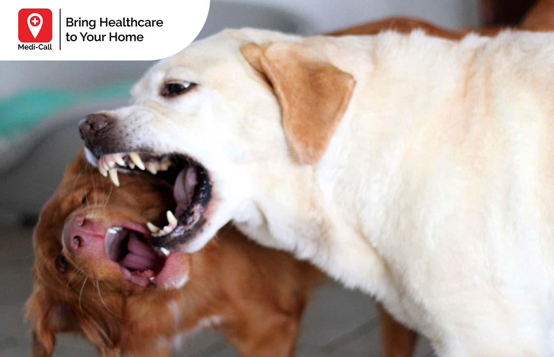Rabies Symptoms in Animals: Why does Rabies Make Animals Aggressive