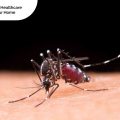 how to prevent malaria while traveling, Medicall, Medi-Call