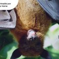 how to treat a bat bite, Medicall, Medi-Call