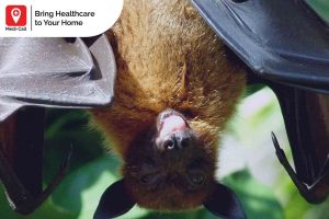 how to treat a bat bite, Medicall, Medi-Call