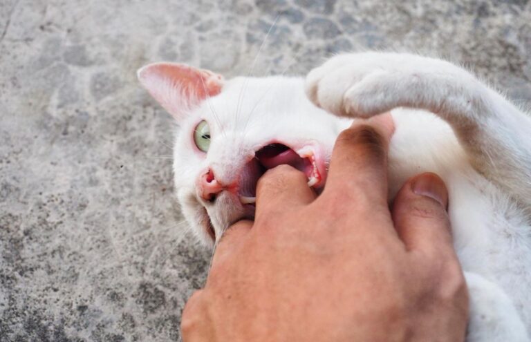 Ciri Ciri Terkena Rabies Setelah Dicakar Kucing